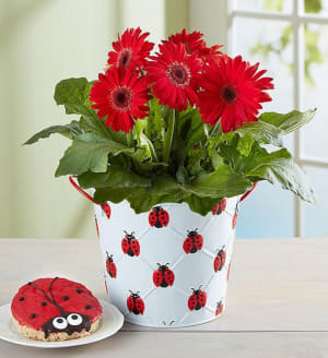 Lucky Ladybug Gerbera Daisy Plant
 Flower Bouquet