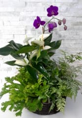 Tropical Orchid Planter Flower Arrangement Tropical Orchid Planter Flower Bouquet