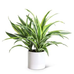 Dracaena Lemon Lime Plant Flower Bouquet