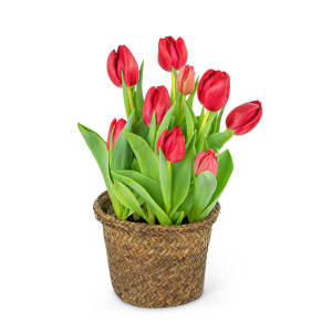 Potted Tulip Plant Flower Bouquet