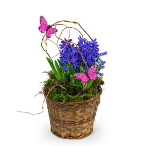 Hyacinth Plant in Basket Flower Bouquet