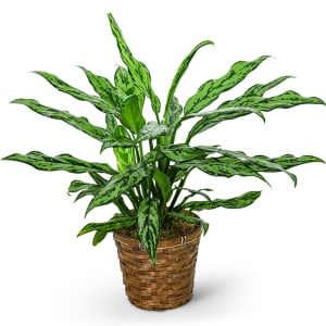 Chinese Evergreen Plant Flower Bouquet