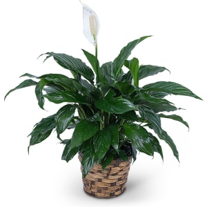 Peace Lily Plant Flower Bouquet