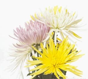 Fuji Spider Mum Flower Bouquet