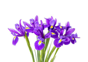 Iris Flower Bouquet