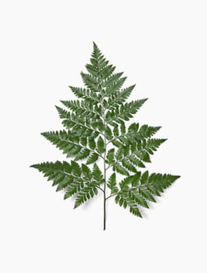 Baker Fern Flower Bouquet