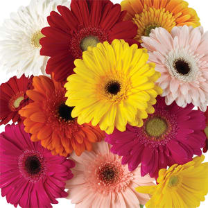 Gerbera Daisy Flower Bouquet