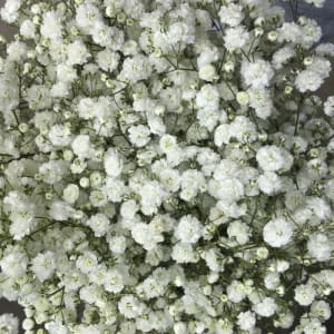Gypsophila Flower Bouquet