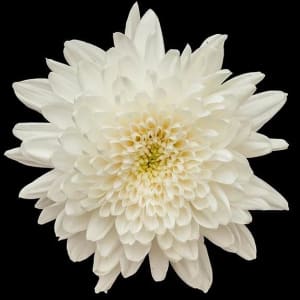 Cremone Flower Bouquet