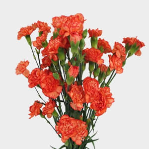 Mini Carnation Flower Bouquet