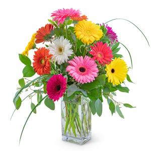 One Dozen Colorful Gerbera Flower Bouquet