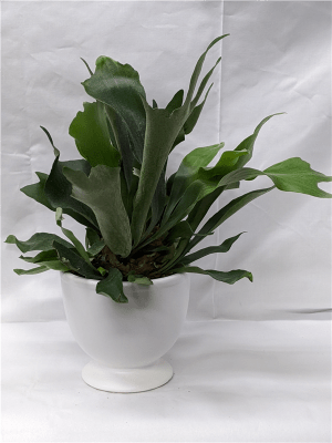 Staghorn Fern in Ceramic Container Flower Bouquet