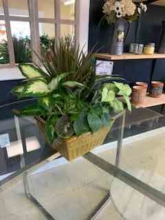Medium Dish Garden or Euro Garden Flower Bouquet