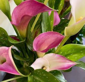 Calla Lily Plant Flower Bouquet
