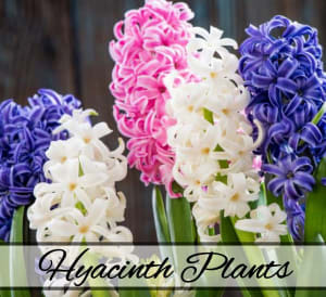 Hyacinth Plants Flower Bouquet