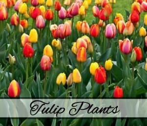 Tulip Plants Flower Arrangement Tulip Plants Flower Bouquet