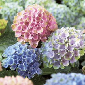 Hydrangea Plant Flower Bouquet