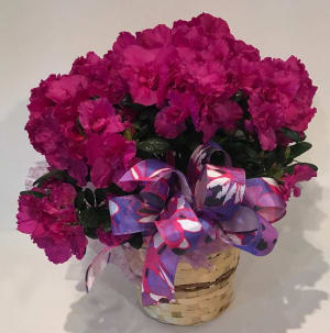 Azalea Plant Flower Bouquet