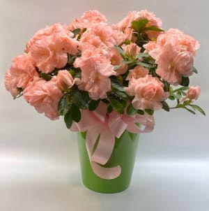 Azalea Plant Flower Bouquet