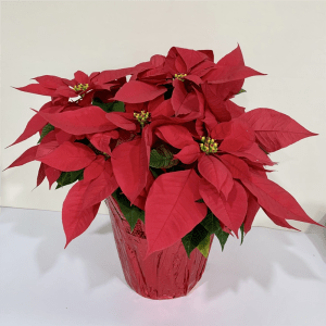 Poinsettia Flower Bouquet