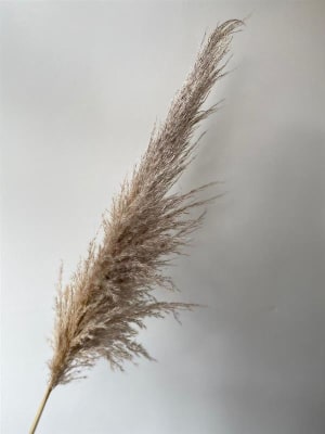 Pampas Grass  Flower Bouquet