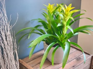 Bromeliad Flower Bouquet