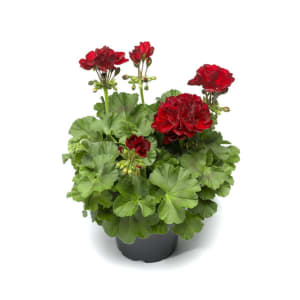 Red Geranium 10” porch pot Flower Bouquet