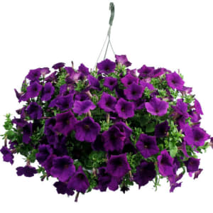 Purple Petunias hanging basket  Flower Bouquet