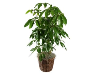 AMATE SCHEFFLERA PLANT  Flower Bouquet