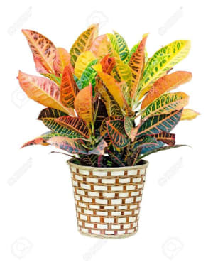 CROTON PLANT  Flower Bouquet