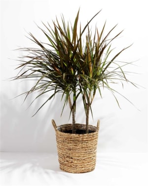 DRACAENA MARGINATA  Flower Bouquet