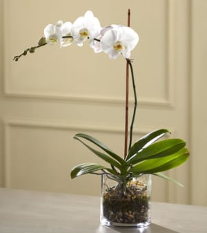White Orchid in Glass Flower Bouquet