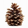 Pine Cones, Natural Flower Bouquet