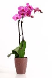 Potted Phalaenopsis Orchid Plant Flower Bouquet