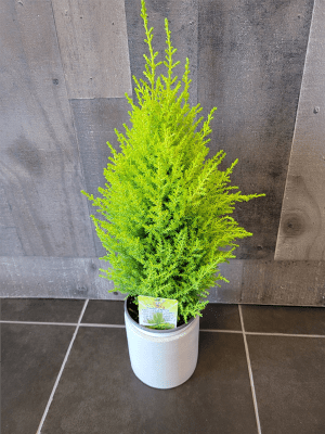 Lemon Pine Tree in Ceramic Flower Bouquet