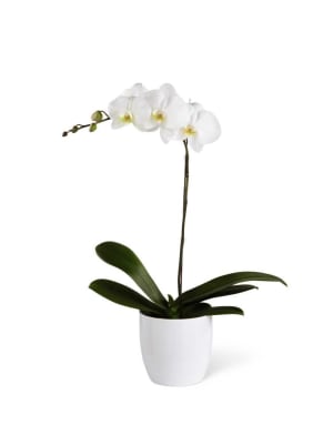 The FTDÃ‚Â® White Orchid Planter Flower Bouquet