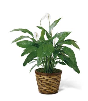 Spathiphyllum Flower Bouquet