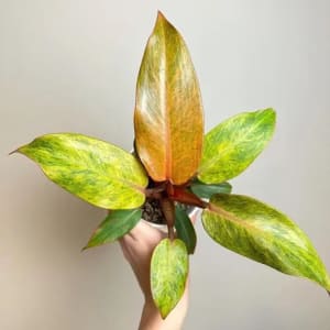 Orange Marmalade Philodendron Flower Bouquet