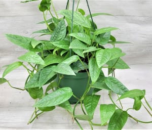 Cebu Blue Pothos Flower Bouquet