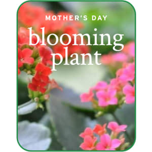 Mother's Day Blooming Plant Flower Bouquet