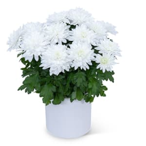 White Chrysanthemum Plant Flower Bouquet