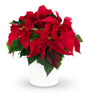 Red Poinsettia Plant Flower Bouquet