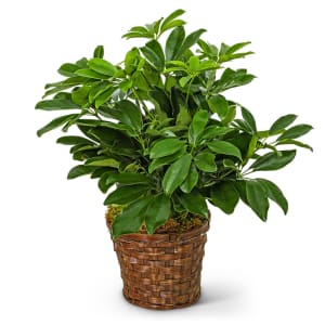 Miniature Schefflera Plant Flower Bouquet