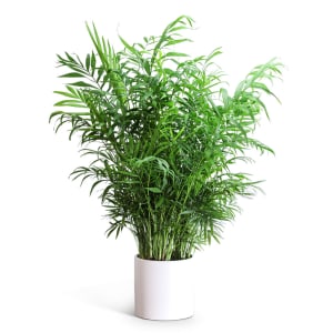 Areca Palm Plant Flower Bouquet