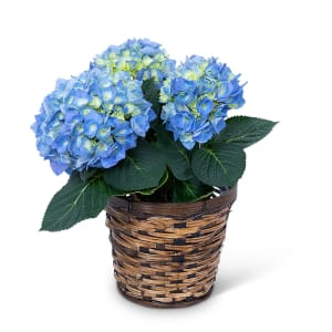 Blue Hydrangea Plant Flower Bouquet