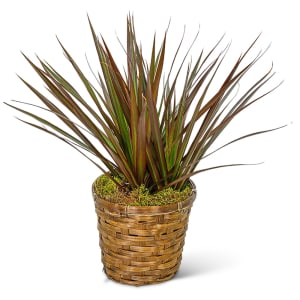 Dracaena Marginata in a Basket Flower Bouquet