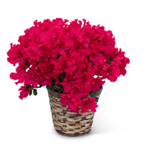 Azalea Plant Flower Bouquet