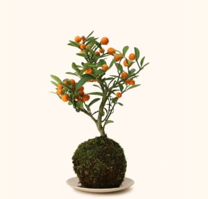 Tangerine Moss Plant Flower Bouquet