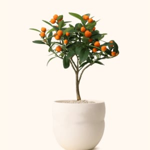 Tangerine Plant 10" Flower Bouquet