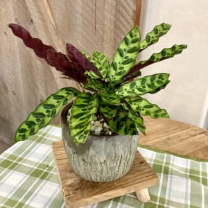 Rattlesnake Calathea Flower Bouquet